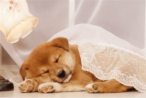 World Sleep Day Videos Of Cute Animals Sleeping Time