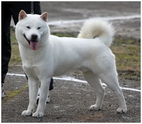 Hokkaido Dog Alchetron The Free Social Encyclopedia