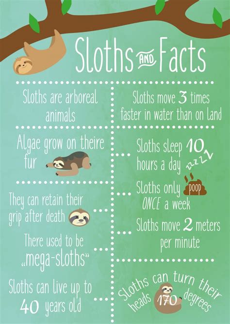 Pin By Kathy Storage On Everything Sloths Cute Sloth Pictures Sloth