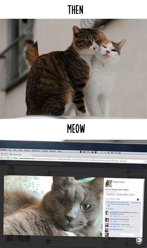 Then Vs Meow How Technology Has Changed Cats Lives 10