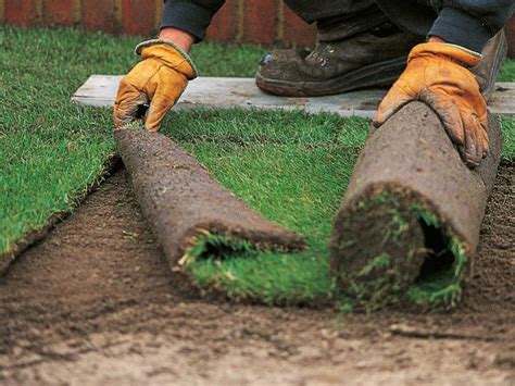 Use an iron rake to knock down any high spots and fill in low spots so the soil is level and 1 inch below the grade of any paved surface, such as a walkway or driveway. How to lay sod | The best time to lay sod is early fall or ...