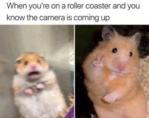 29 Of The Cutest Hamster Memes We Could Find So Far Lets Eat Cake