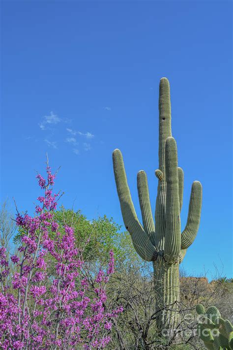 Saguaro Cactus Photograph by Norm Lane