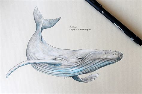Sketch Realistic Humpback Whale Drawing Rwanda 24