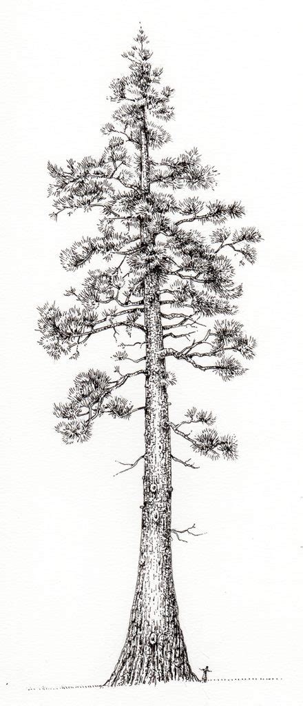 Pen And Ink Illustrations Of Trees Lizzie Harper