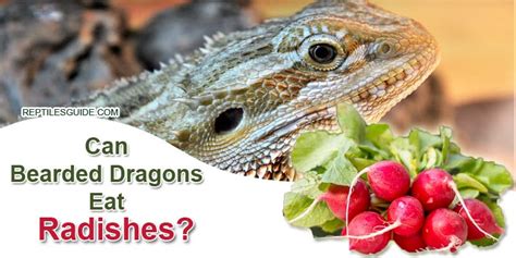 Can Bearded Dragons Eat Radishes Reptiles Guide