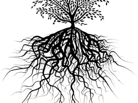 Roots Clipart Tree Png Roots Png Transparent Png Full Size Clipart My
