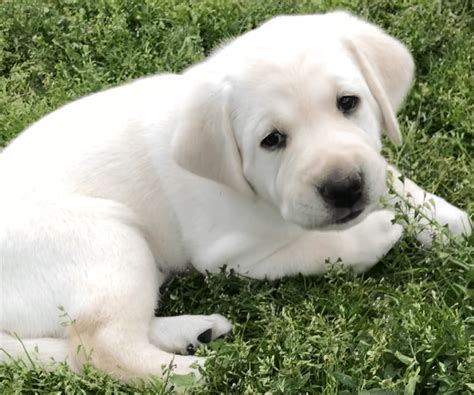 Lab Puppies For Sale Mesa Az Windsor Kennels English Labs Is A