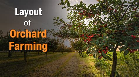 What Is Orchard Farming Orchard Farming In India