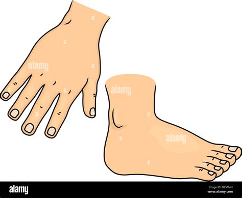 Illustration Of Hand And Foot Body Parts Stock Photo Alamy