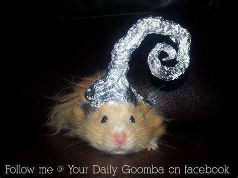Hamster In A Foil Hat Tin Foil Hat Hamster Furry Friend