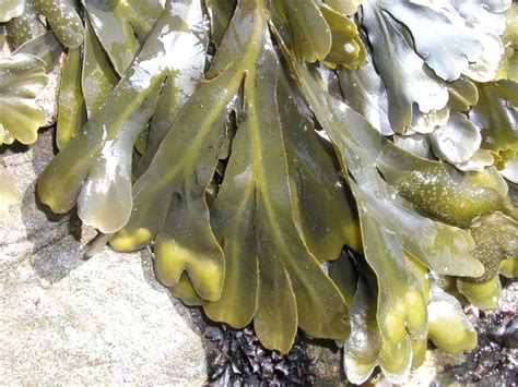 Seaweed Fucus A Brown Algae Inanimate Life