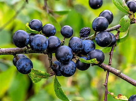 When To Pick Sloes And How To Make Sloe Gin You Need The Perfect