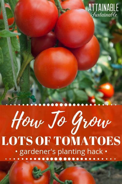 Heres How To Plant Tomatoes For The Sturdiest Plants Bar None Give