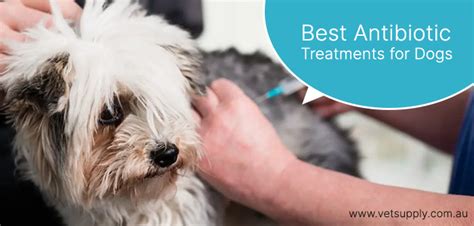 Best Antibiotic Treatments For Dogs Vetsupply