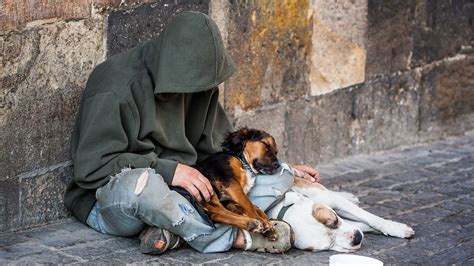 Can Ot Help The Homeless Find Their Home Animal Activism Helping