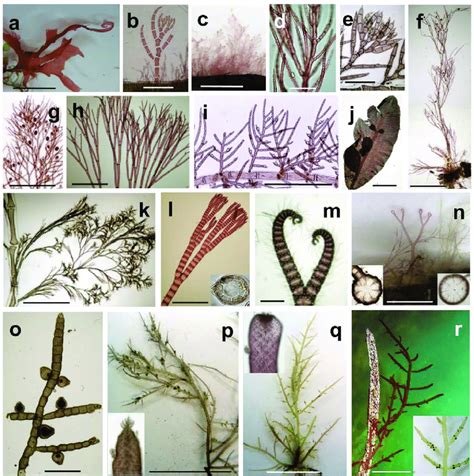 red algae on leaves of zostera marina l in the nw iberian peninsula download scientific