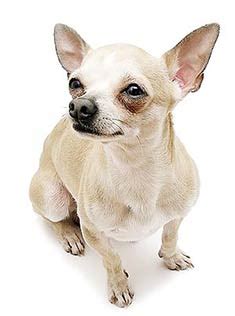 chihuahua breed information