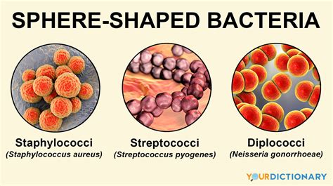 Examples Of Bacteria Types And Infections