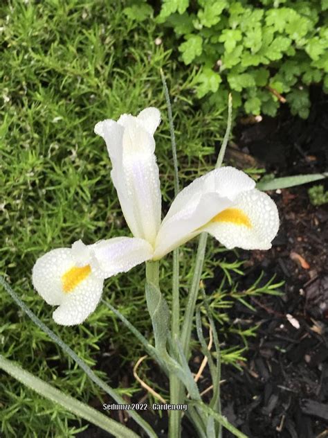 Dutch Iris Iris X Hollandica White Magic In The Irises Database