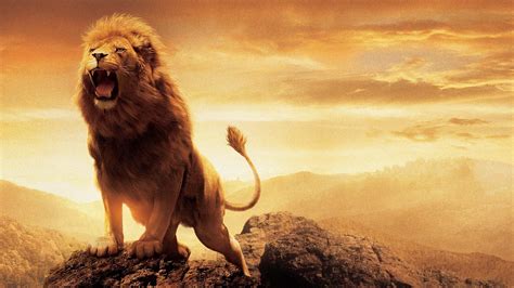Male Lion Wallpapers Top Free Male Lion Backgrounds Wallpaperaccess