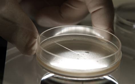 ethicists uk embryo editing experiment opens genetic… world