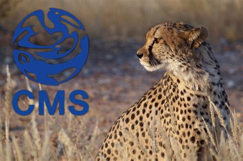 Scif Participates In Cms Meeting Safari Club International Foundation
