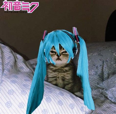 Miku Hatsune Wig On A Cat ♡ Silly Cats Cute Cats South Park