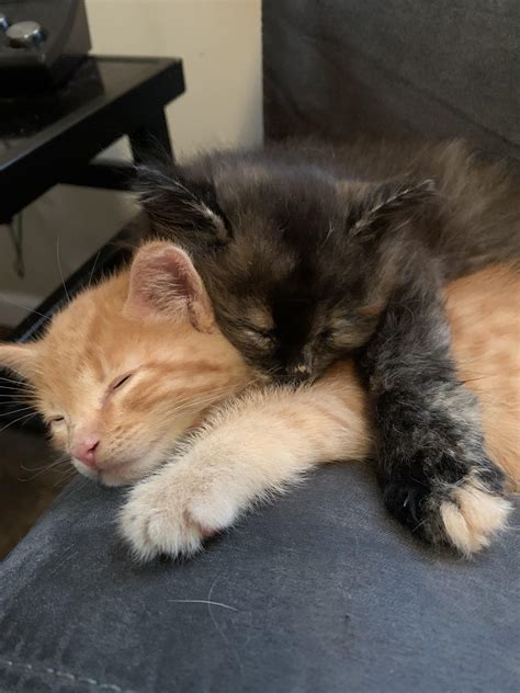 Kitten Siblings Hug Each Other Rcatshuggingcats