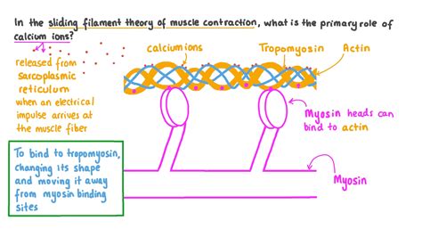 Question Video Describing The Primary Role Of Calcium Ions In Muscle Contraction Nagwa