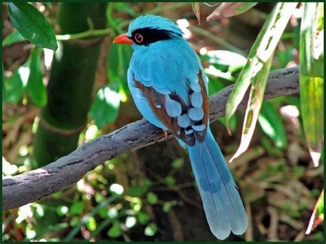 Beautiful Colorful Birds Bing Images Разноцветные птицы Красивые