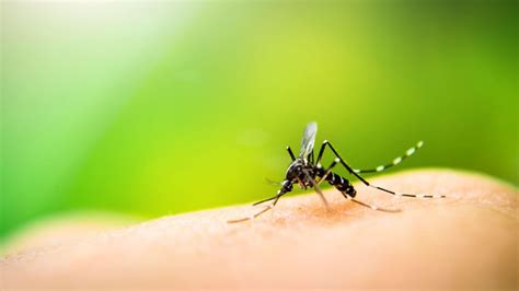 6 Common Misconceptions About Mosquitoes L Swat Mosquito Systems