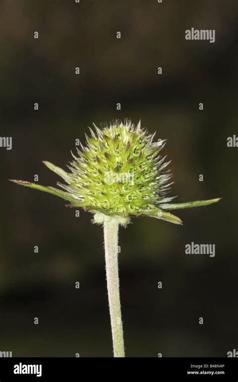 Scabious Seed Hi Res Stock Photography And Images Alamy