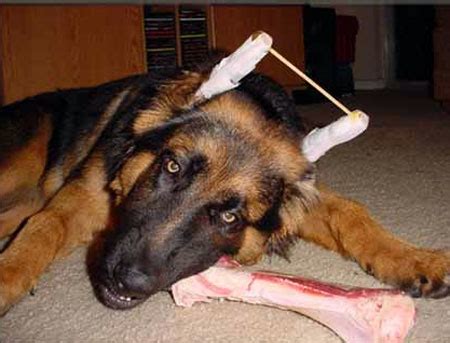 For example, thin ears that do not have much cartilage may not be stiff enough to. The German Shepherd: German Shepherd Puppies Ears