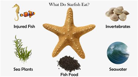 What Do Starfish Eat Feeding Nature