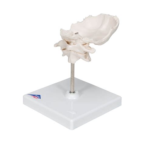 3b Smart Anatomy A71 5 Atlas And Axis Model With Occipital Plate On Stand