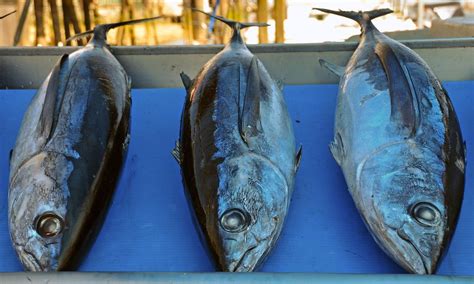 Wild Albacore Tuna Steveston Fish Market Richmond Flickr