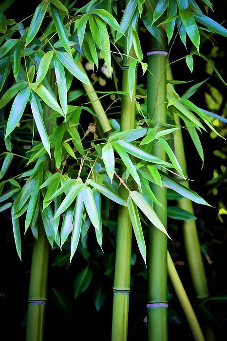 Pin By Sainadh On Things To Sale Bamboo Tree Bamboo Image Bamboo Art