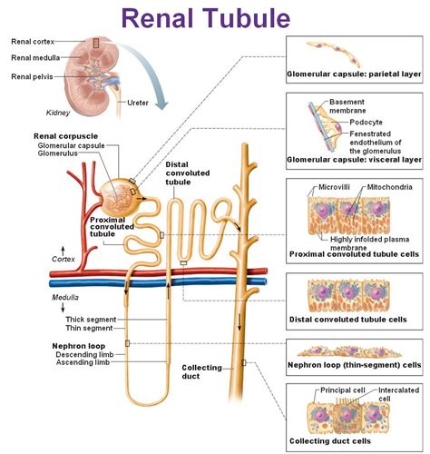 Renal Tubule Anatomy