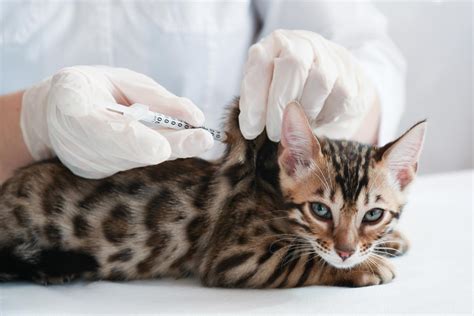 Reicht es wenn wir unsere katze erst mit 10 wochen dann impfen? Haustier Impfung | Tierarzt in München