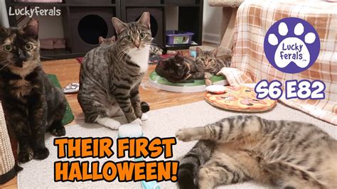 7 Kittens Celebrate Their First Halloween S6 E82 Training Feral