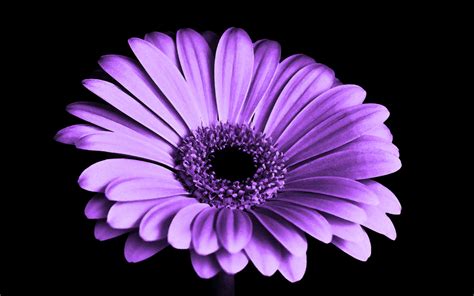 Purple Colour Flower Wallpaper
