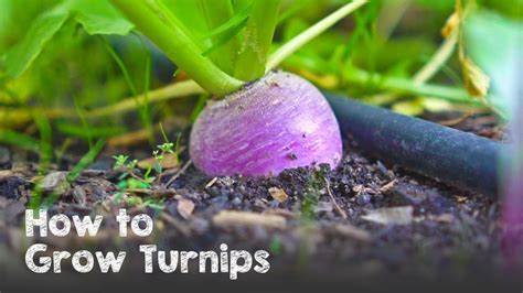 How To Grow Lots Of Turnips From Seed To Harvest Youtube