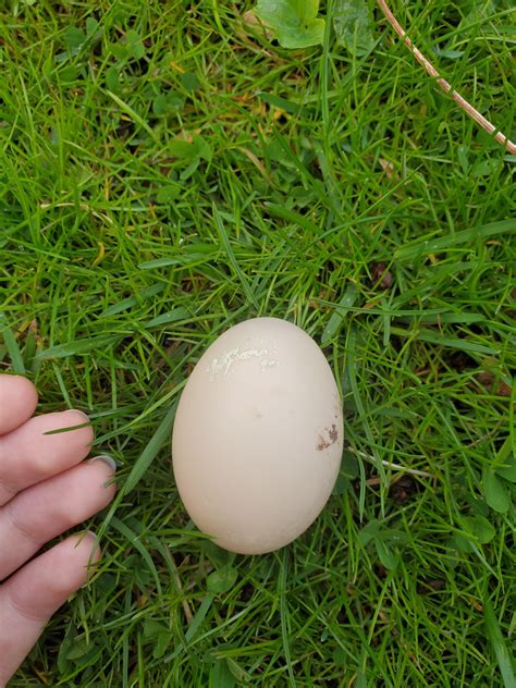 I Found An Egg By Itself In My Yard Whatsthisbird