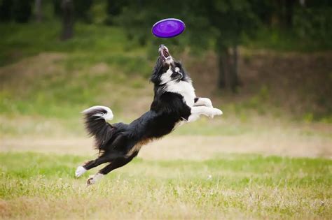 9 Of The Best Dog Breeds For Playing Frisbee W Pictures
