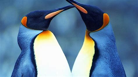 Love Between Two King Penguins Desktop Wallpaper Hd For Mobile Phones