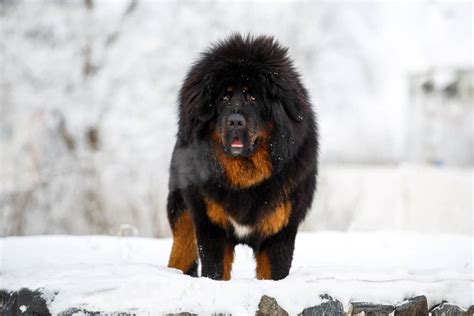 Der Tibetan Mastiff Do Khyi Alles über Die Tibetdogge