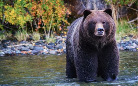 Grizzly Bear Tours And Bear Viewing British Columbia The Chilko