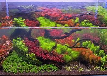 Weiter geht es mit dem neuen hollandaquarium. Tips And Tricks For Dutch Style Aquascaping | Barr Report ...