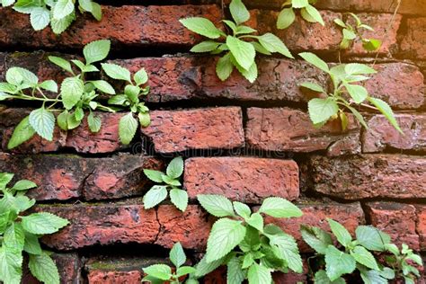 Small Plant Growth On Old Red Brick Wall Stock Photo Image Of Growing